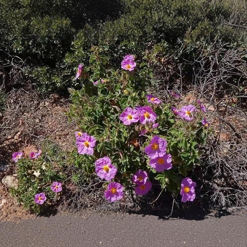 有机克里特岩玫瑰 摩洛哥  10月预团 原料测试链接 许诺言