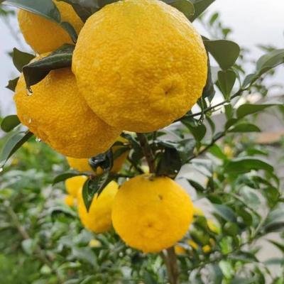 有机日本柚子精油 蒸馏 日本高知 12月预团 测试链接 许诺言