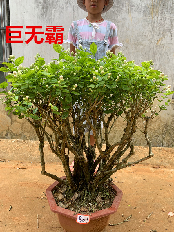 重瓣茉莉花盆栽茉莉花老桩茉莉花苗茉莉盆景阳台室内花卉花香植物