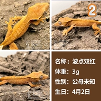 № 2 Wave Dot Double Red 3G