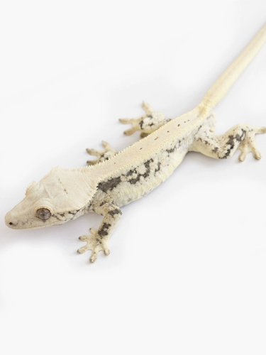 Живые ресницы Engle Palace поднимается