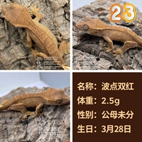 № 23 Wave Dot Double Red 2,5 г