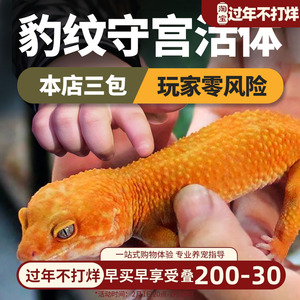 豹纹守宫新手入门温顺小型蜥蜴宠物可爱活体爬虫易养异宠温顺幼体