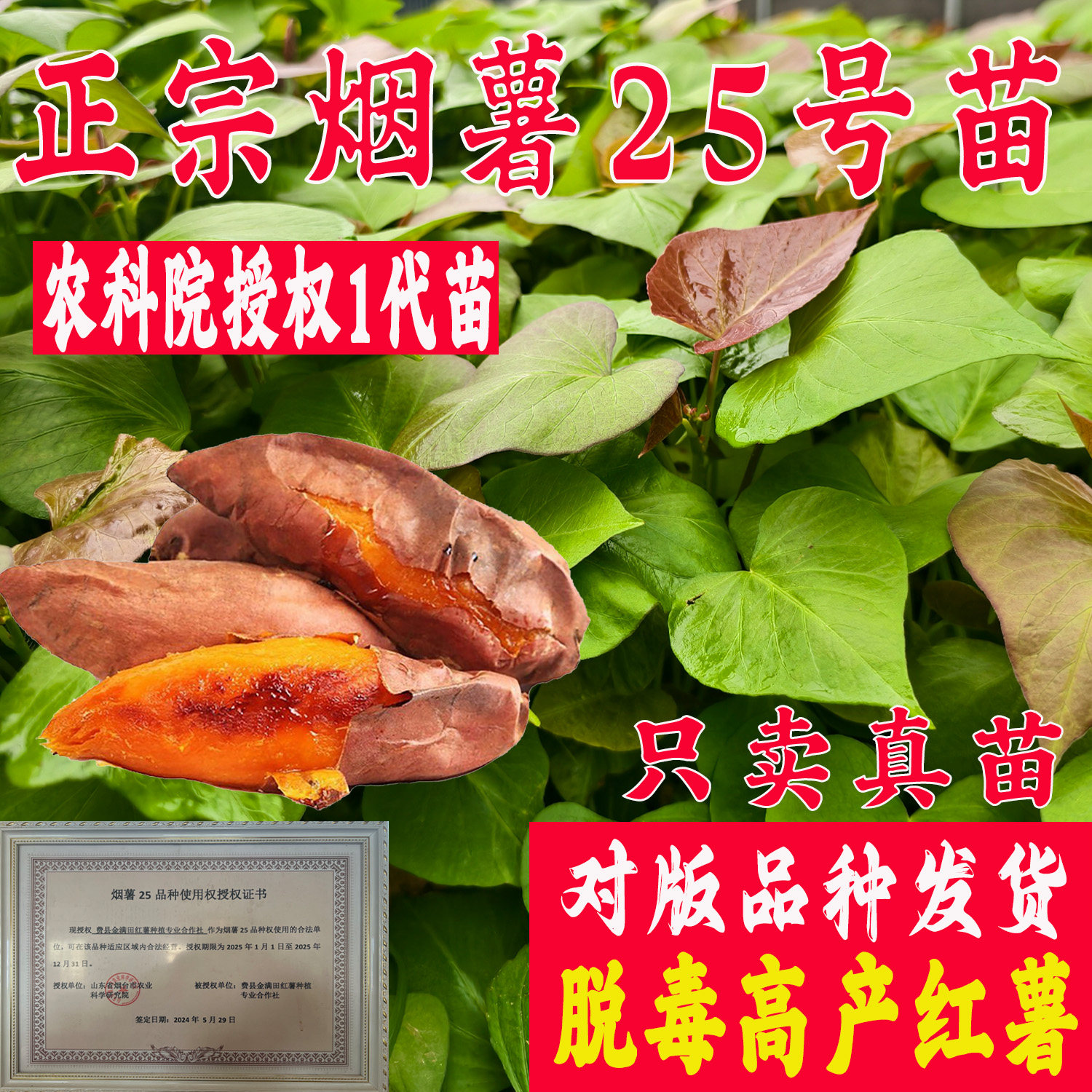 正宗烟薯25号红薯苗脱毒蜜薯苗种植苗农科院原种山芋苗高产地瓜秧