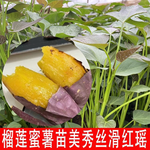 榴莲蜜薯红瑶玛莎丽哈密丝滑红薯