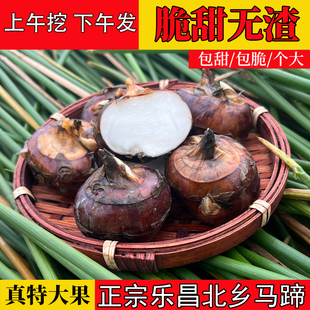 特大果乐昌北乡马蹄新鲜蔬菜水果现挖脆甜多汁地栗地梨无渣荸荠果
