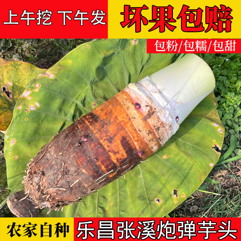 乐昌张溪香芋炮弹芋头粉糯香