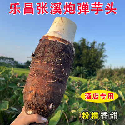 现货乐昌张溪炮弹芋头新鲜现挖