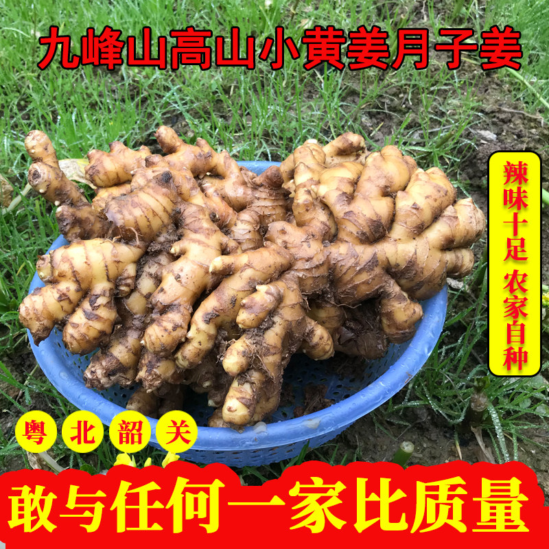 粤北高山老品种小黄姜