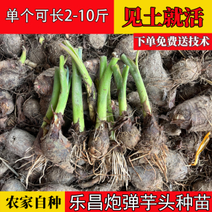 广东韶关炮弹芋头种乐昌张溪香芋苗槟榔芋高产特大易活大个现挖