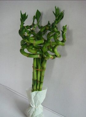富贵竹盆栽植物室内办公室桌面