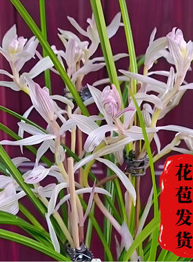 莲瓣兰金沙树菊无花苞发货兰花尺寸花卉使用透气裸根兰花苗