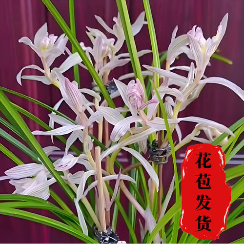 莲瓣兰金沙树菊无花苞发货兰花尺寸花卉使用透气裸根兰花苗