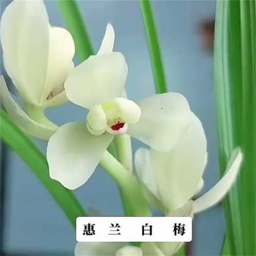 兰花蕙兰白梅无花苞发货浓香花卉绿植裸根进口植物名贵好养易来花