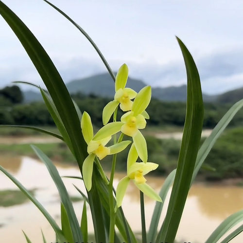 裸根进口名贵花卉使用浓香建兰