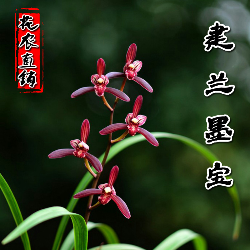 兰花苗盆栽植物室内四季兰建兰墨宝浓香好养客厅美观名贵花卉包邮