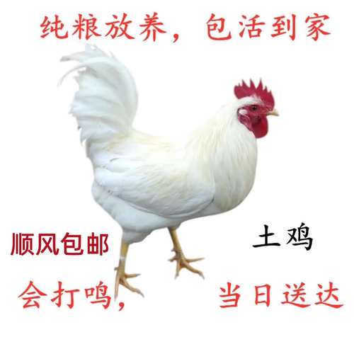 散养纯白无杂毛会叫全白公鸡活体