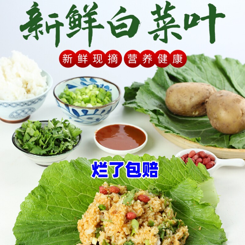 白菜叶饭包叶专用大叶