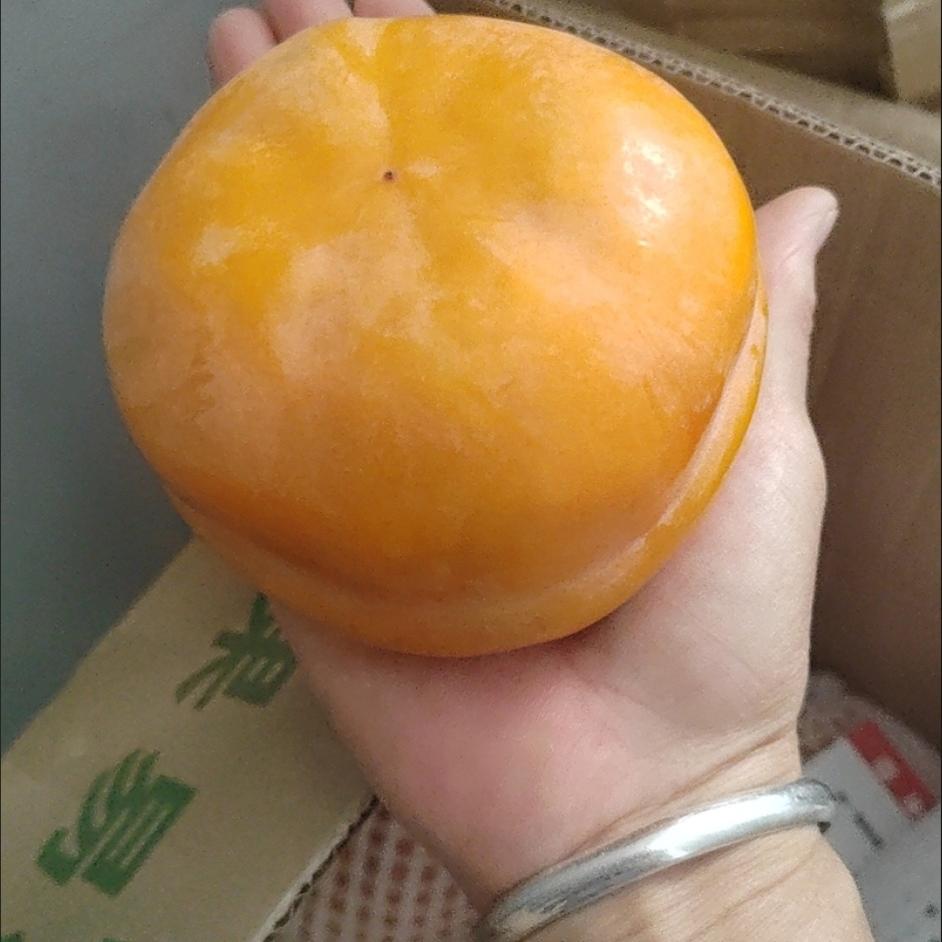 北京平谷磨盘大柿子软甜特大柿子盆柿汤冻柿子新鲜磨盘柿子现摘