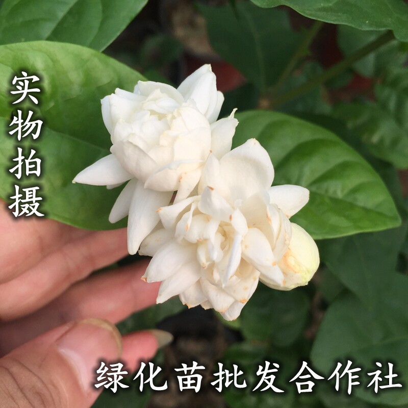 珍品大花型超重瓣菊花茉莉王 茉莉花苗 菊花茉莉 盆栽花卉包邮