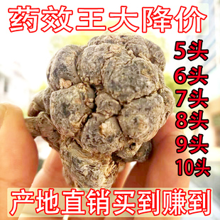 正宗云南文山三七正品 田七10头5头6头8头特大三七王高山超老三七