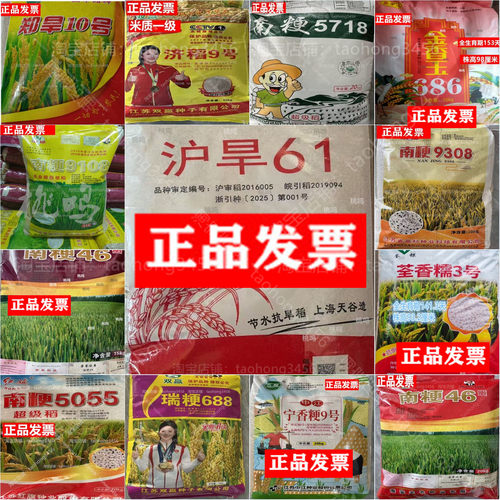 优质旱稻糯稻水稻谷香米种子正品