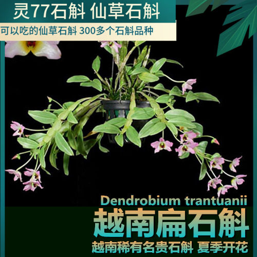 扁石斛 越南稀有名贵石斛 种植成活圆木头一个包邮
