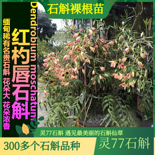 红杓唇石斛苗 石斛兰花绿植盆栽石斛苗  500克一斤包邮