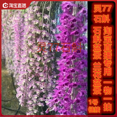 直播金钗石斛鼓槌一物一拍盆景