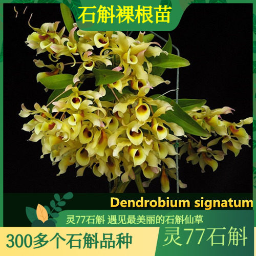 黄喉石斛苗 石斛兰花绿植盆栽石斛苗  500克一斤包邮