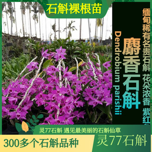 石斛兰花绿植盆栽石斛苗稀有浓香石斛 麝香石斛苗 500克一斤 包邮