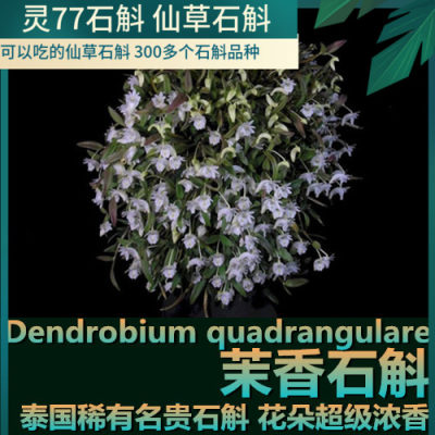 茉香石斛绿植盆栽一盆包邮兰花