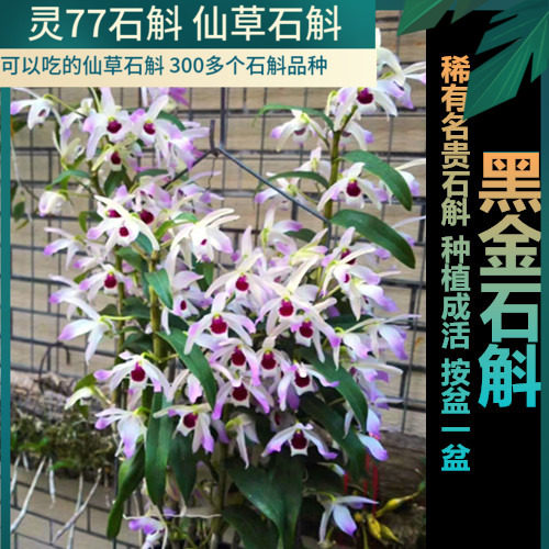 黑金石斛 石斛兰花绿植盆栽  盆栽一盆