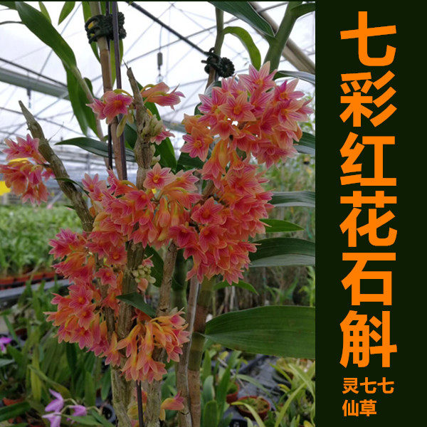 七彩红花石斛 乌希帖石斛 种植成活石斛盆栽一盆 一年多次开花