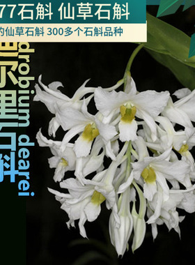 迪尔里石斛 石斛兰花绿植盆栽 花寿2个月 一盆包邮