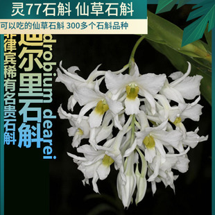 包邮 迪尔里石斛 一盆 花寿2个月 石斛兰花绿植盆栽