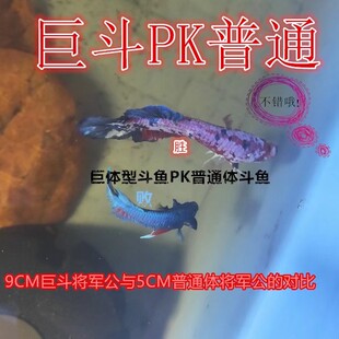 巨斗将军泰国斗鱼苗亚成鱼成鱼大个头观赏鱼小型鱼不打氧气