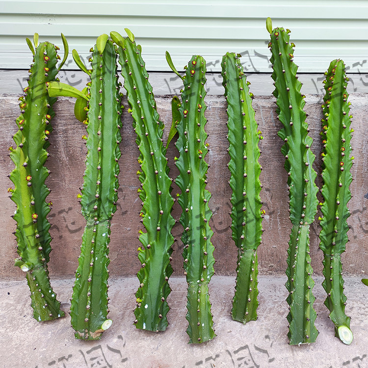 云南大戟科金刚纂(钻)霸王鞭火巷植物50cm左右5根入药