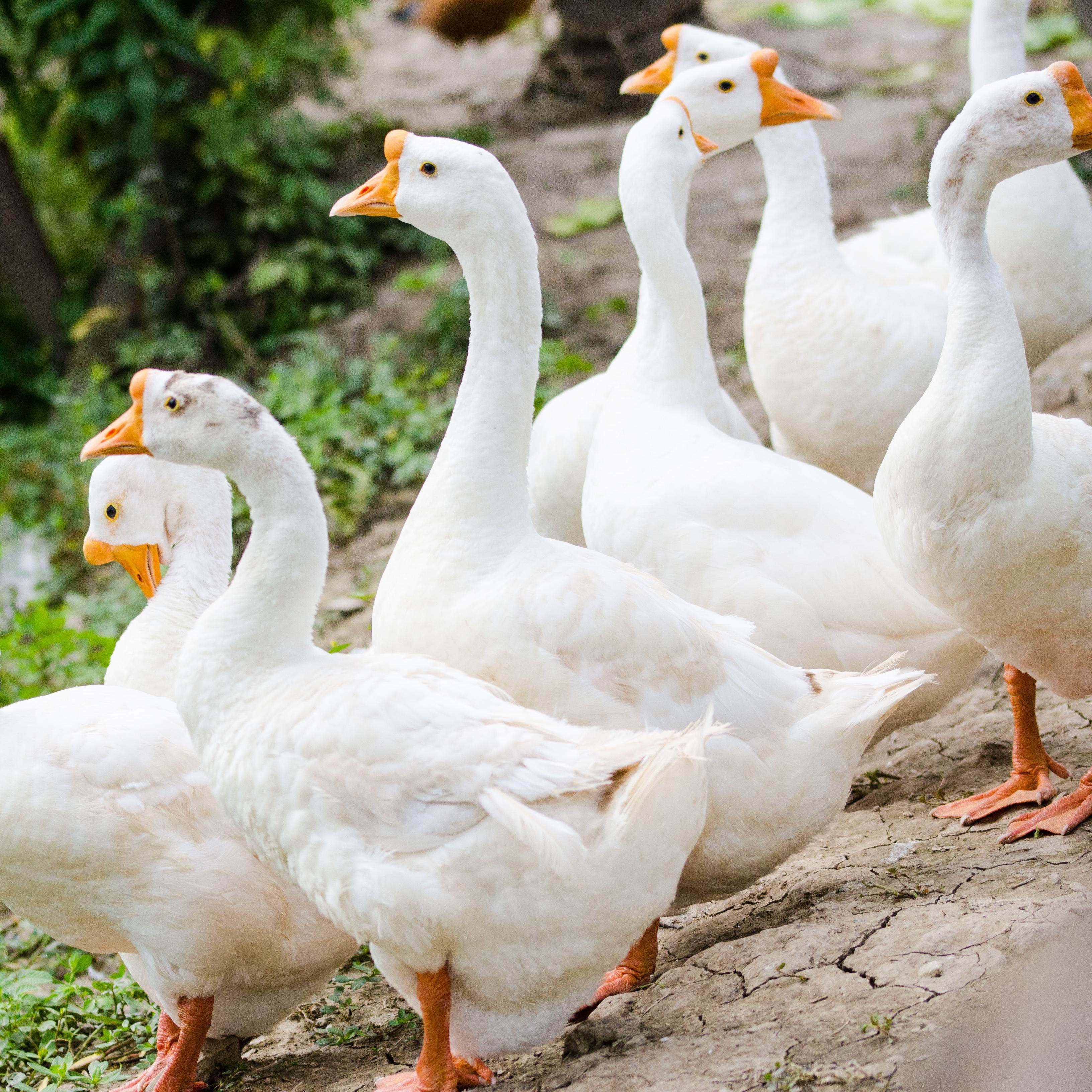 新鲜放养草鹅现杀土鹅肉新鲜农家散养铁锅炖冷冻老鹅【顺丰包邮】,水产肉类/新鲜蔬果/熟食,鹅肉/鹅肉制品,淘宝优惠券,粉丝福利购,淘宝优惠卷