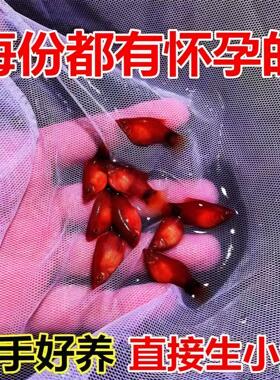 精品小熊猫鱼好看好养胎生混养红色中国红月光鱼观赏鱼米奇红球鱼