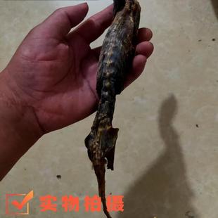 中药材 塞隆骨鼢鼠骨地羊赛龙骨黄鼠整只发货一只包邮自然风干