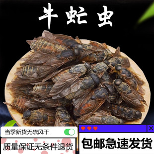 中药材无硫牛虻虫500克包邮牛氓虫药用牛芒虫大牛蚊子牛苍蝇新货