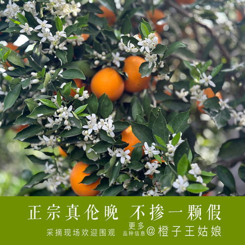 橙啃长江边自然树上熟现摘新鲜发
