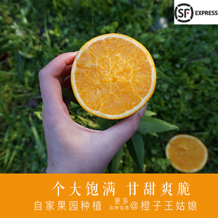 2月28日摘 红肉血橙 九分甜 长江边新鲜现摘现发礼盒顺丰