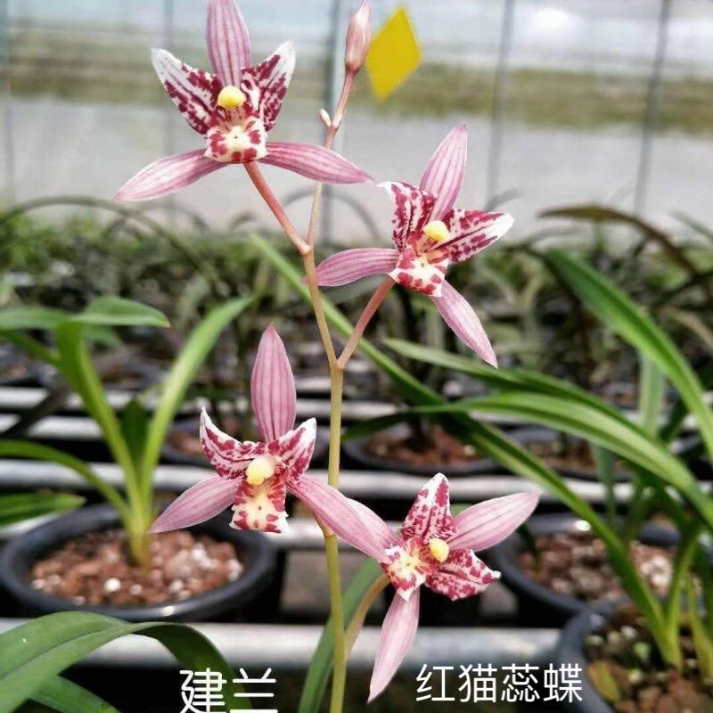 建兰红花三星蝶红猫蕊蝶 夏秋季带花苞 室内办公室矮种花卉绿植