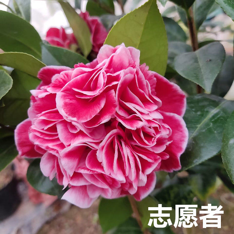 志愿者茶花盆栽树苗重瓣大花型托桂型品种花卉稀有名贵阳台好养活