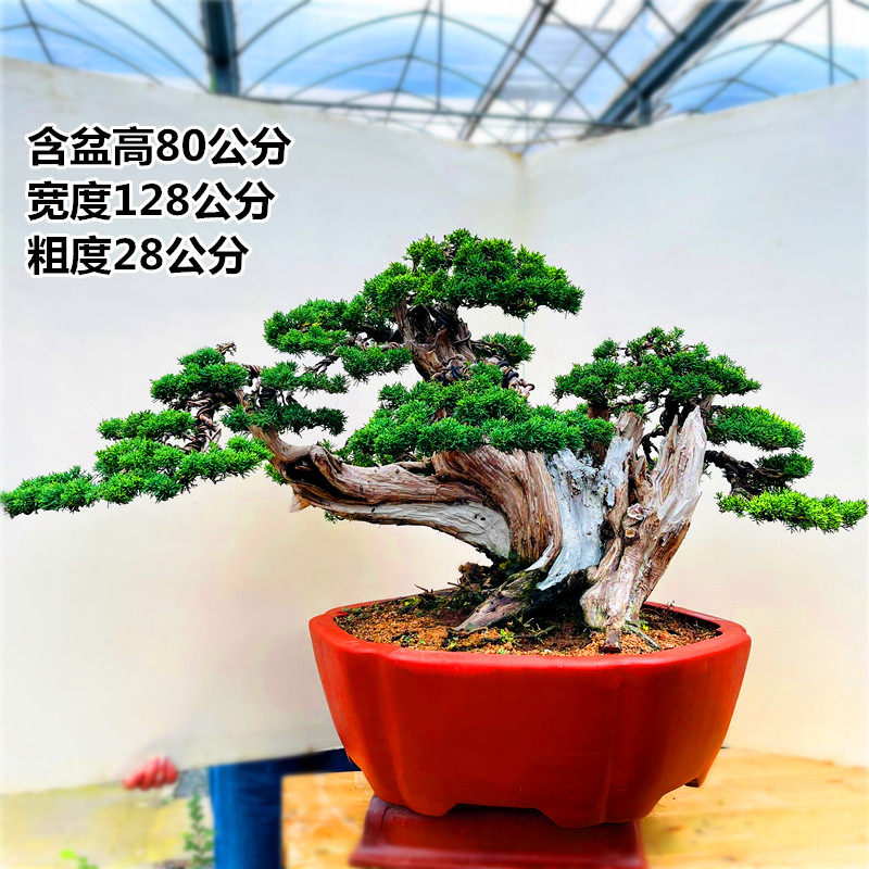 济州柏树盆景崖柏济州真柏盆景老桩日本系鱼川柏真树老桩松柏盆景