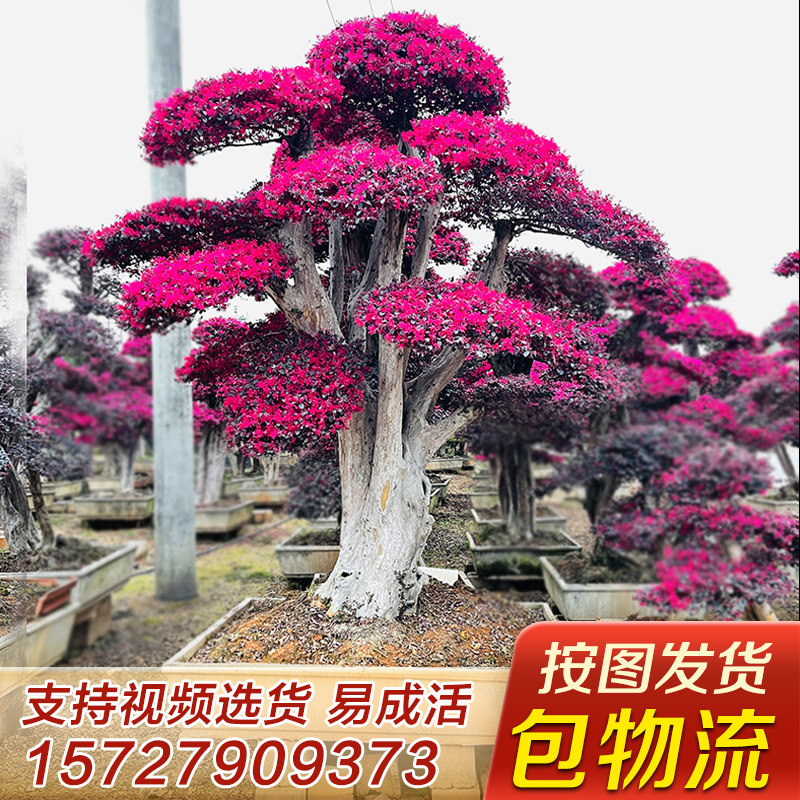 红花继木造型树桩别墅庭院大型景观红继木室外四季红花积木植物