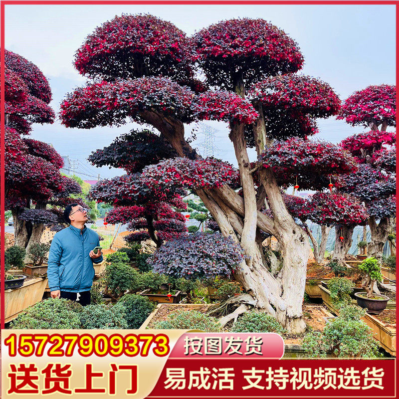 树桩室外植物红花檵木庭院