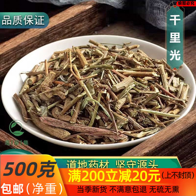 正宗千里光九里明全草九里光